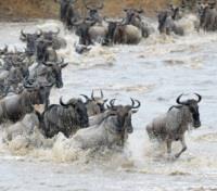 Wildebeest Crossing the Mara River